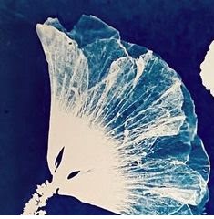Wed 22 July – Workshop – Discover the Magic of Cyanotype with Hannah Davies